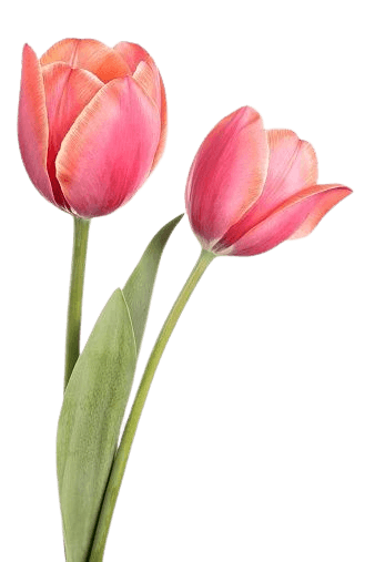 Buket tulip pink segar dengan daun hijau